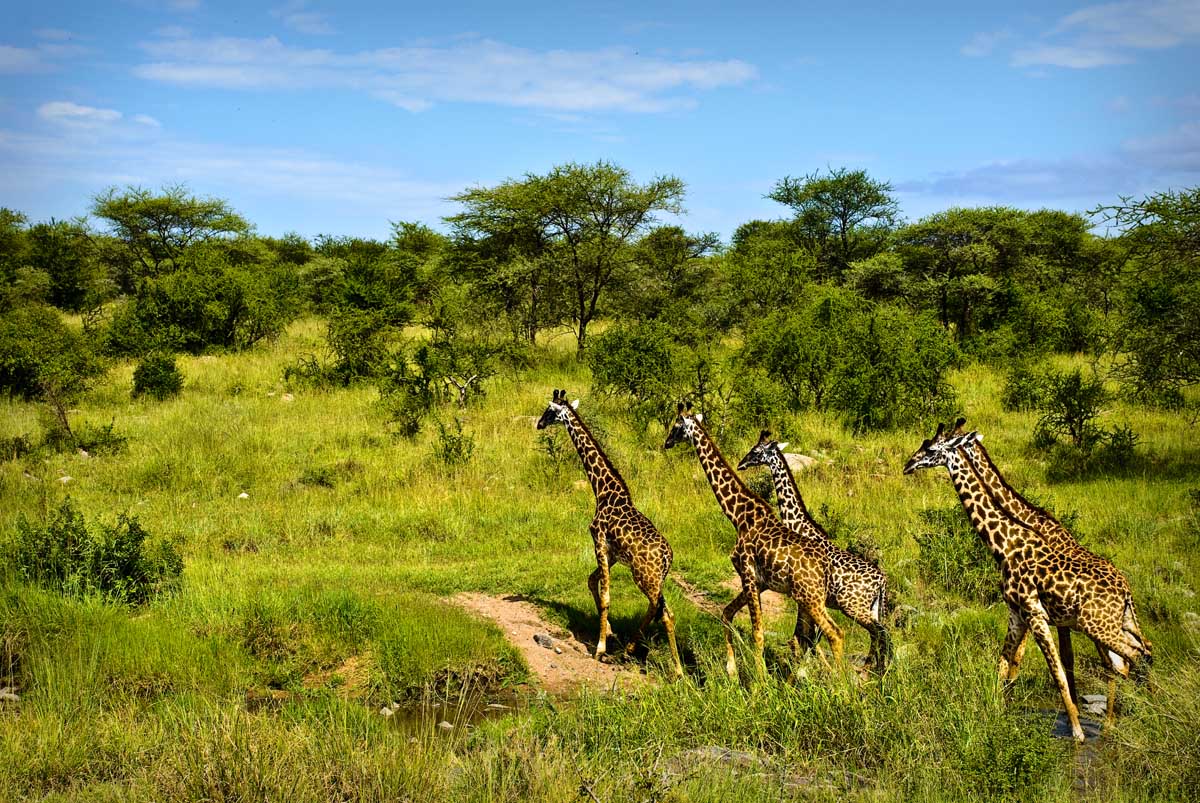 Серенгети 2